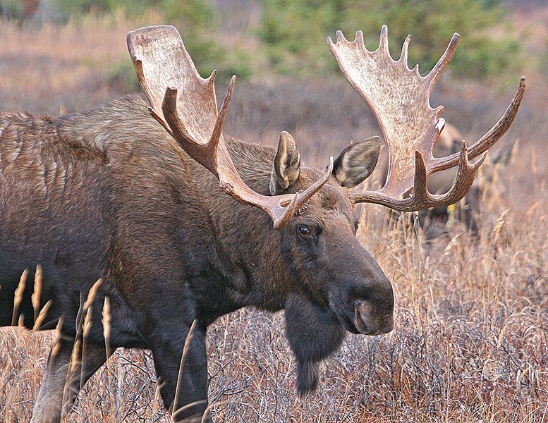 Définition Élan - Alces alces - Orignal(02)